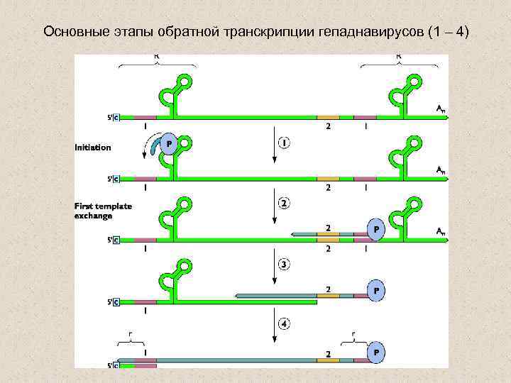 Основные этапы обратной транскрипции гепаднавирусов (1 – 4) 