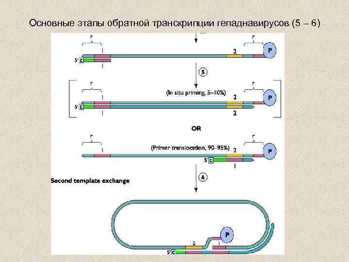 Основные этапы обратной транскрипции гепаднавирусов (5 – 6) 