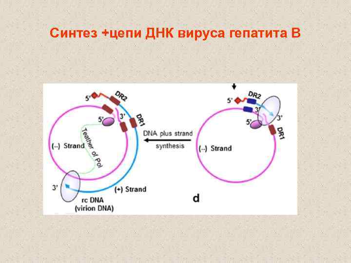 Синтез +цепи ДНК вируса гепатита В 