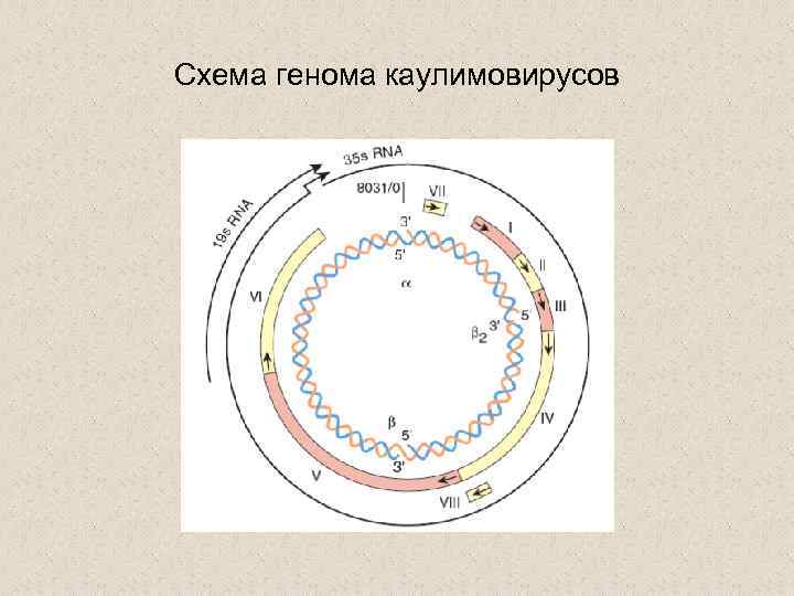 Cхема генома каулимовирусов 