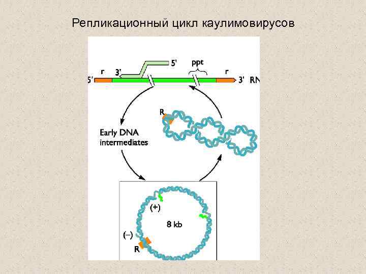 Репликационный цикл каулимовирусов 