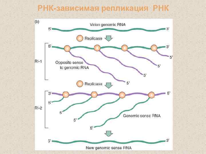 РНК-зависимая репликация РНК 
