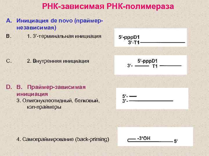 РНК-зависимая РНК-полимераза A. Инициация de novo (праймернезависимая) B. 1. 3’-терминальная инициация C. 2. Внутренняя