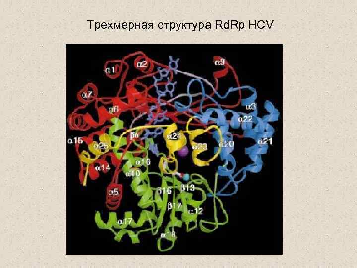 Трехмерная структура Rd. Rp HCV 