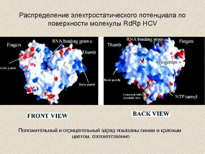 Распределение электростатического потенциала по поверхности молекулы Rd. Rp HCV Положительный и отрицательный заряд показаны
