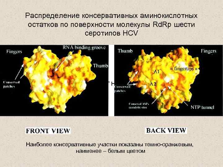 Распределение консервативных аминокислотных остатков по поверхности молекулы Rd. Rp шести серотипов HCV RT HIV