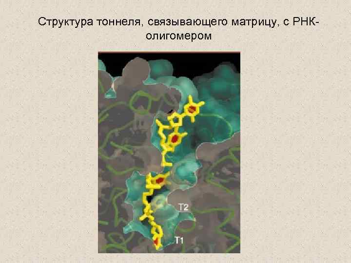Структура тоннеля, связывающего матрицу, с РНКолигомером 