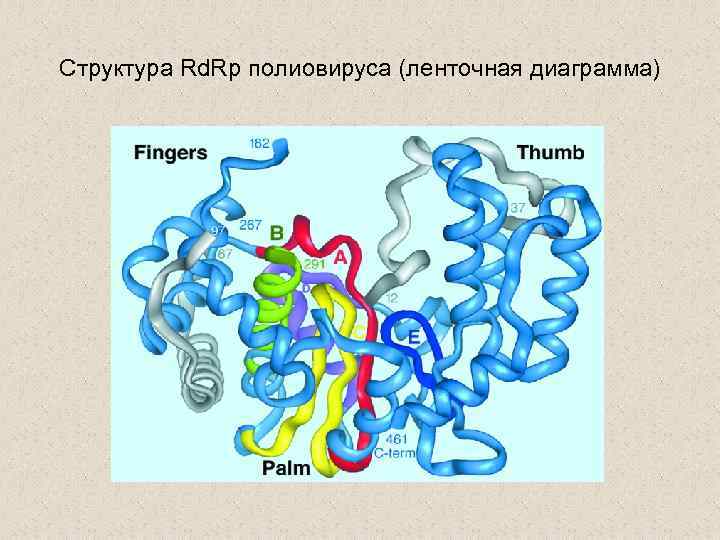 Структура Rd. Rp полиовируса (ленточная диаграмма) 