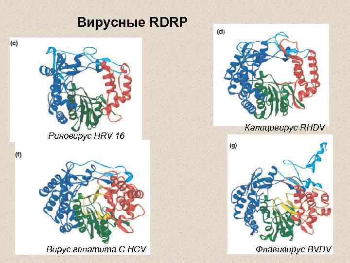 Вирусные RDRP Риновирус HRV 16 Вирус гепатита С HCV Калицивирус RHDV Флавивирус BVDV 