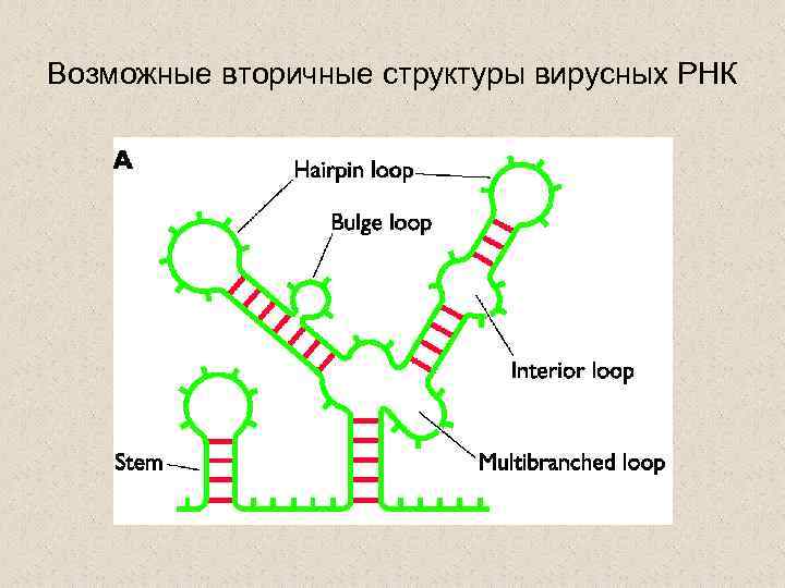 Возможные вторичные структуры вирусных РНК 