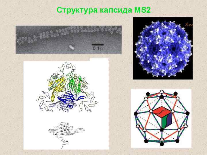 Структура капсида MS 2 