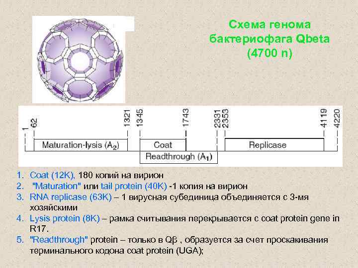 Схема генома бактериофага Qbeta (4700 n) 1. Coat (12 K), 180 копий на вирион