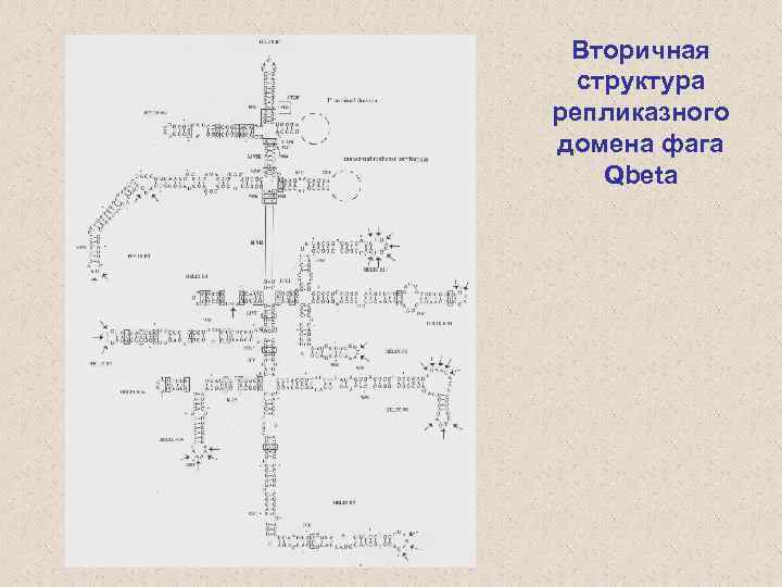 Вторичная структура репликазного домена фага Qbeta 