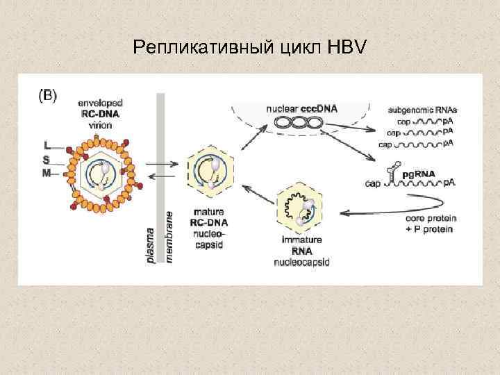 Фазы гепатита с. Схема жизненного цикла вируса гепатита в. Схема репликации вируса гепатита а. Вирус гепатита b жизненный цикл. Репликация вируса гепатита е.