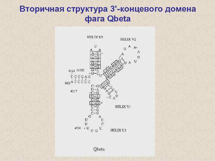 Вторичная структура 3’-концевого домена фага Qbeta 