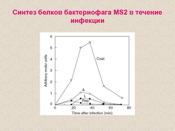 Синтез белков бактериофага MS 2 в течение инфекции 