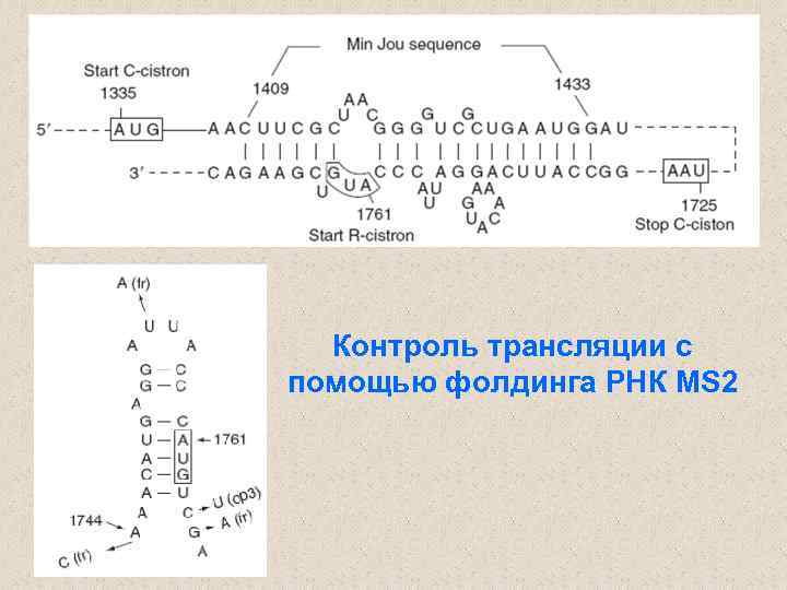Контроль трансляции с помощью фолдинга РНК MS 2 