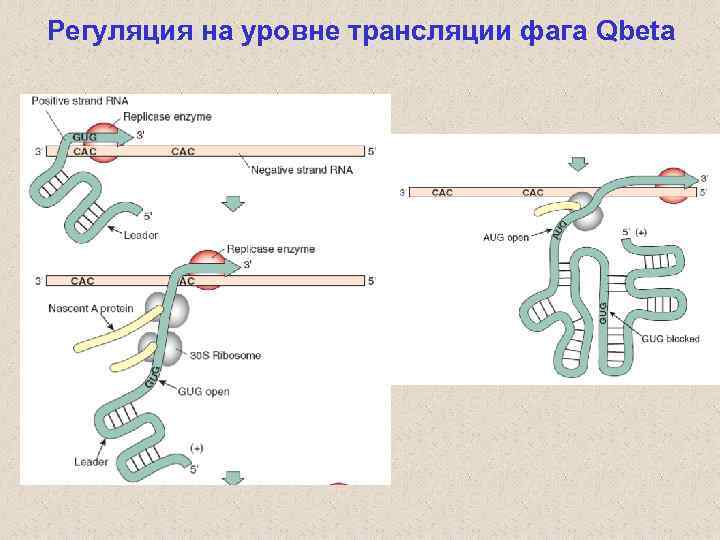 Регуляция на уровне трансляции фага Qbeta 