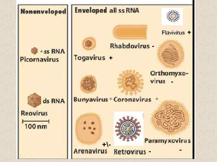 Flavivirus + - + +- + - - 