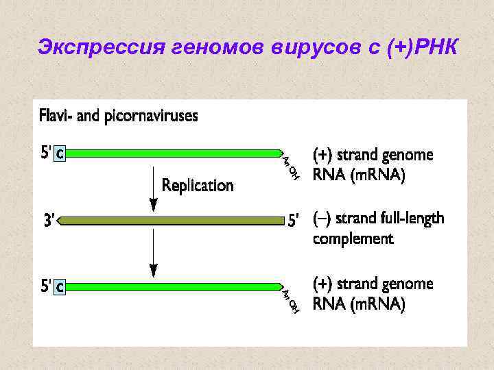 Экспрессия геномов вирусов с (+)РНК 