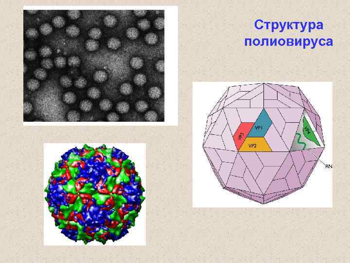 Структура полиовируса 