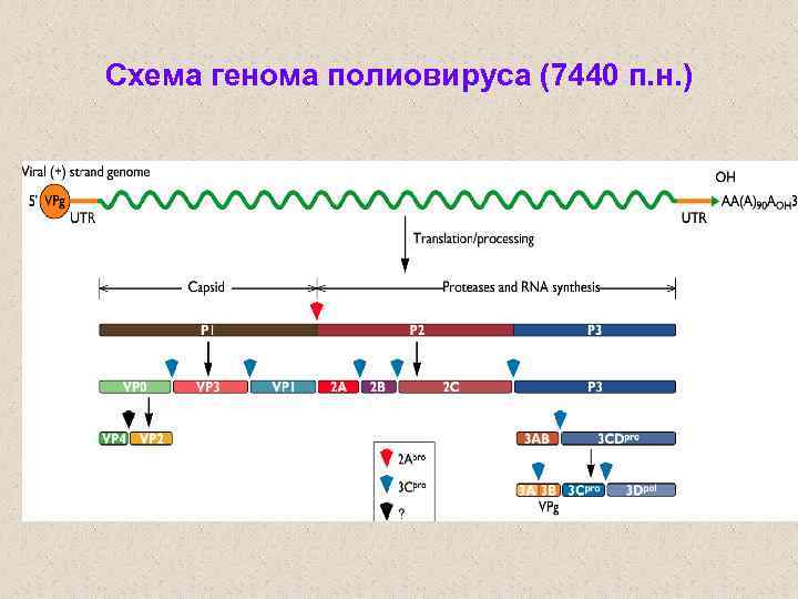 При расшифровке генома папоротника было установлено что. Геном схема. Геном человека схема. Схема идентификации полиовируса. Полная расшифровка генома.