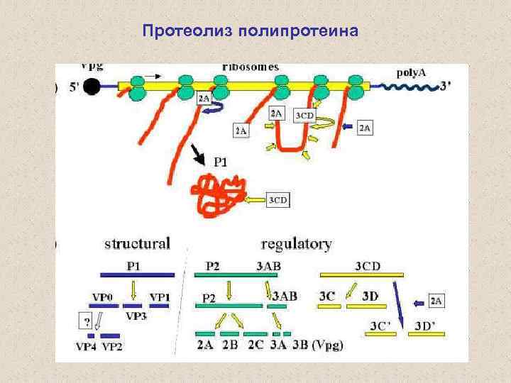 Протеолиз полипротеина 