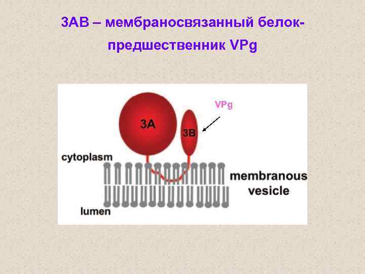 3 AB – мембраносвязанный белокпредшественник VPg 