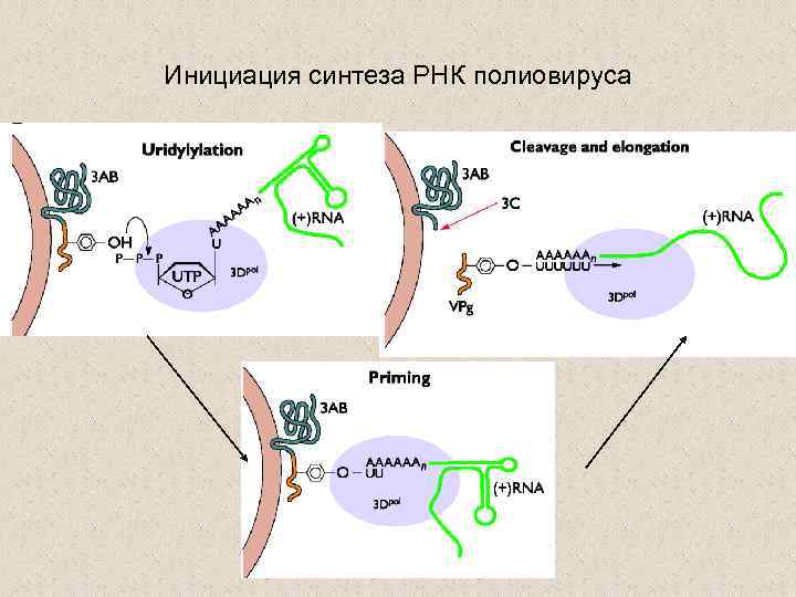 Инициация синтеза РНК полиовируса 