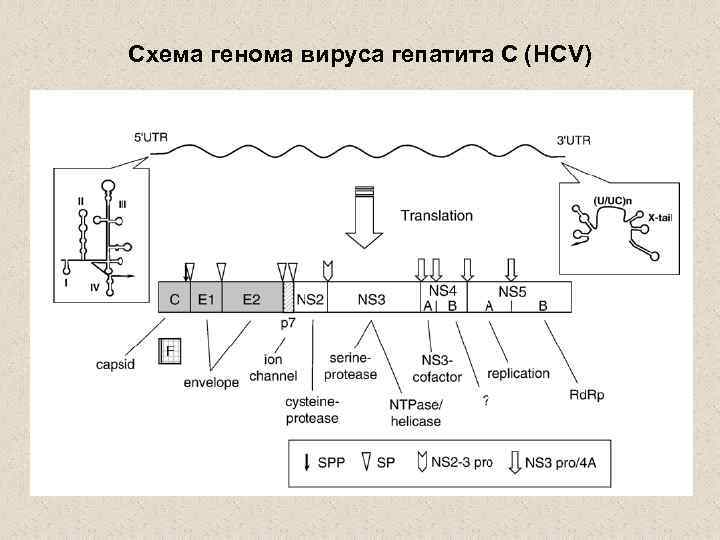 Схема генома вируса гепатита С (HCV) 