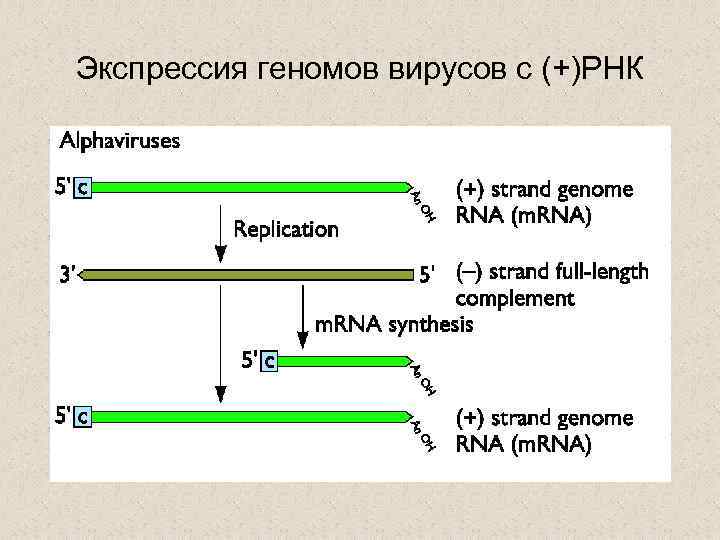 Экспрессия геномов вирусов с (+)РНК 