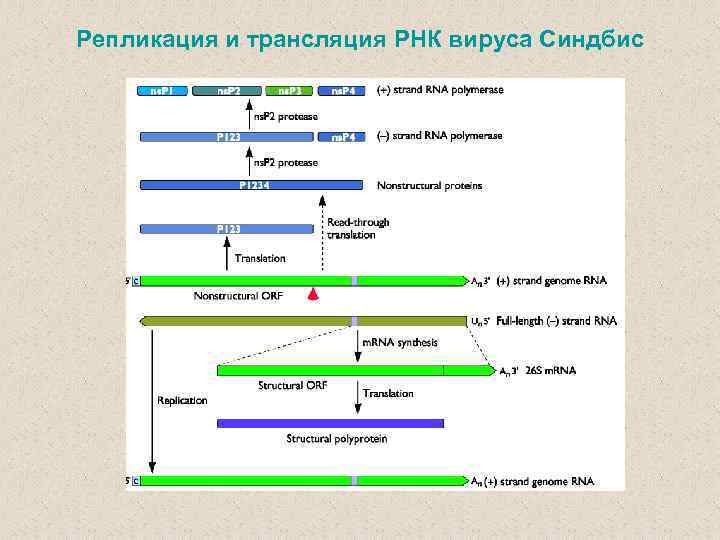 Репликация и трансляция РНК вируса Синдбис 