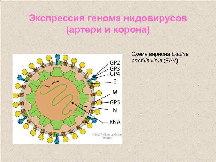 Экспрессия генома нидовирусов (артери и корона) Схема вириона Equine arteritis virus (EAV) 