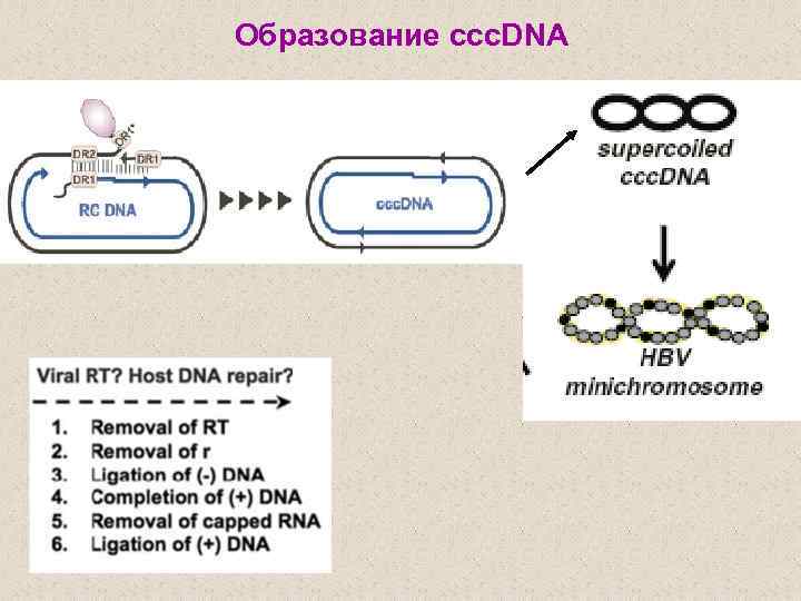 Образование ccc. DNA 