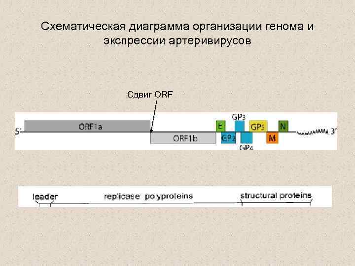 Схематическая диаграмма организации генома и экспрессии артеривирусов Сдвиг ORF 