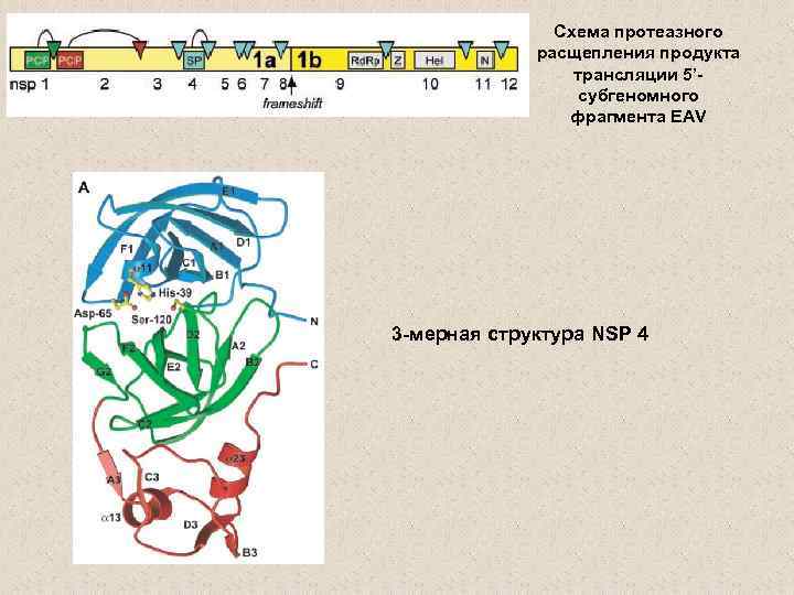 Cхема протеазного расщепления продукта трансляции 5’субгеномного фрагмента EAV 3 -мерная структура NSP 4 