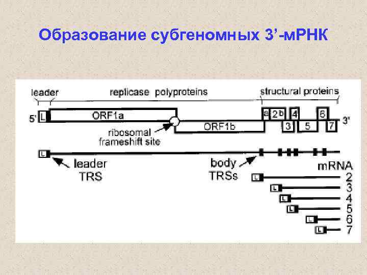 Образование субгеномных 3’-м. РНК 
