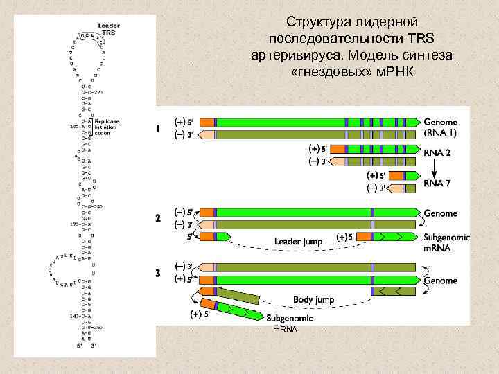 Структура лидерной последовательности TRS артеривируса. Модель синтеза «гнездовых» м. РНК m. RNA 