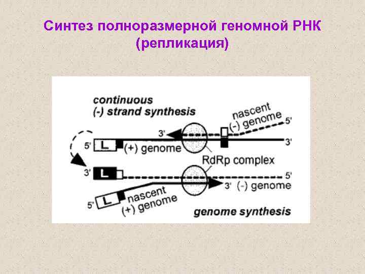 Синтез полноразмерной геномной РНК (репликация) 
