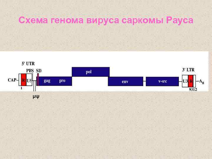 Схема генома вируса саркомы Рауса μψ 