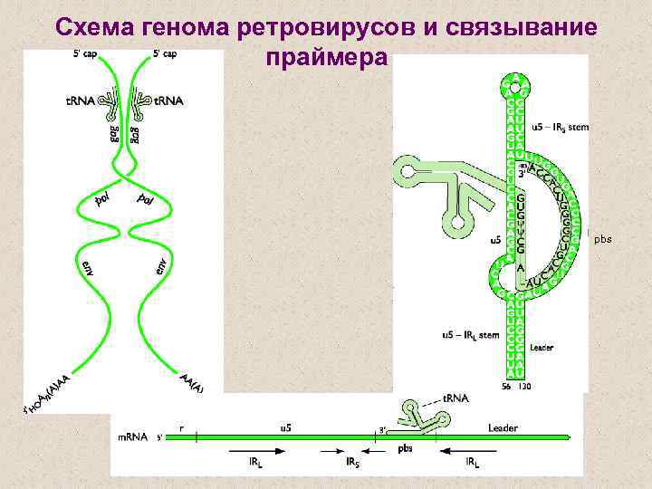 Схема генома ретровирусов и связывание праймера pbs 