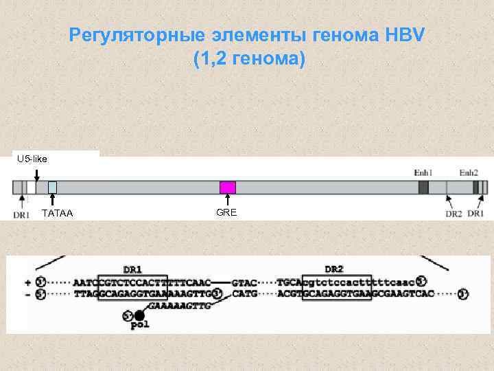 Регуляторные элементы генома HBV (1, 2 генома) U 5 -like TATAA GRE 