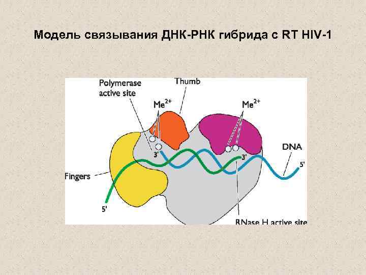 Модель связывания ДНК-РНК гибрида с RT HIV-1 