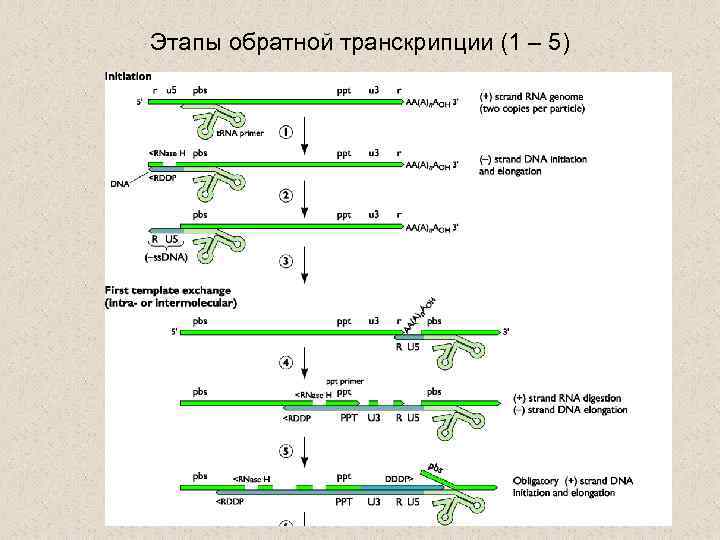 Механизм транскрипции. Обратная транскрипция у вирусов схема. Обратная транскрипция биохимия. Субстраты обратной транскрипции. Процесс обратной транскрипции.