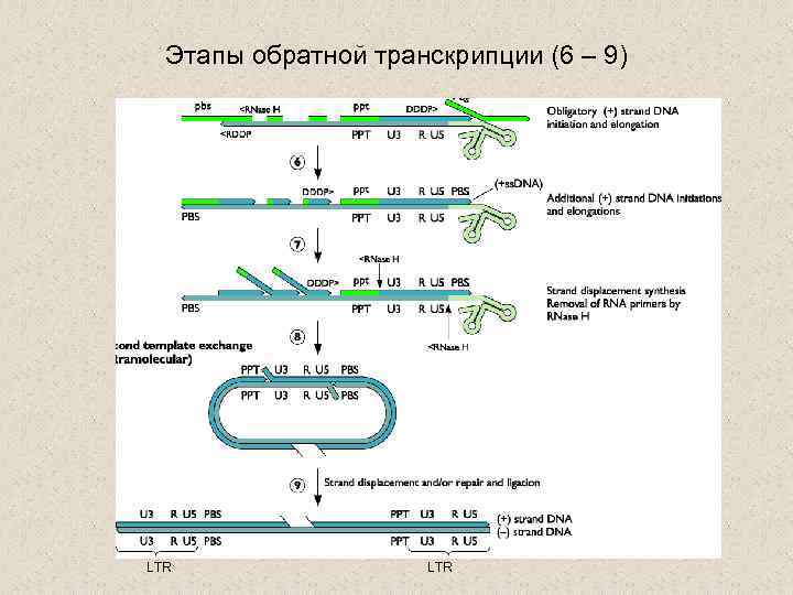 Этапы обратной транскрипции (6 – 9) LTR 