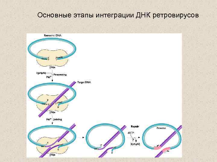 Основные этапы интеграции ДНК ретровирусов 