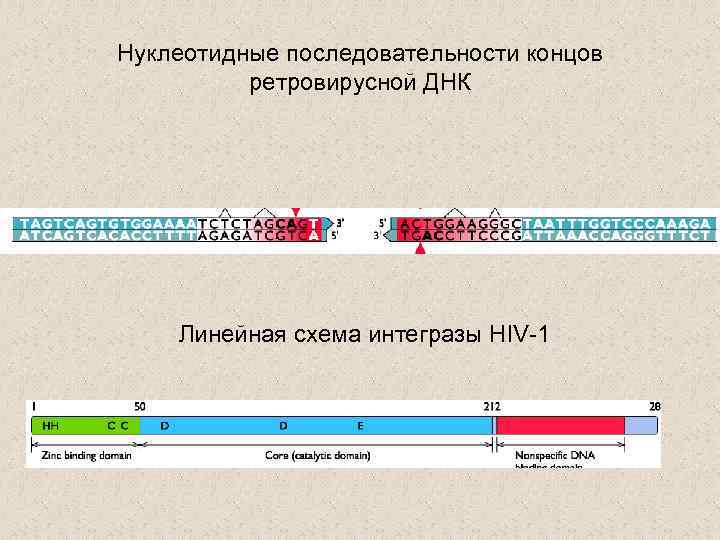 Нуклеотидные последовательности концов ретровирусной ДНК Линейная схема интегразы HIV-1 