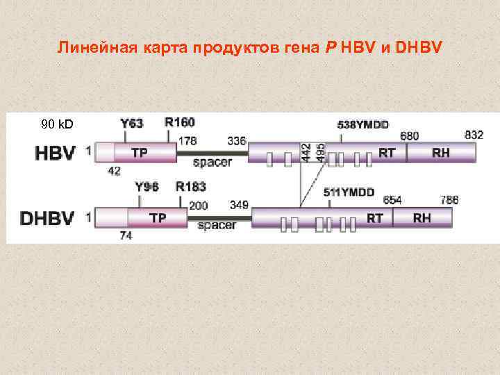 Линейная карта продуктов гена Р HBV и DHBV 90 k. D 