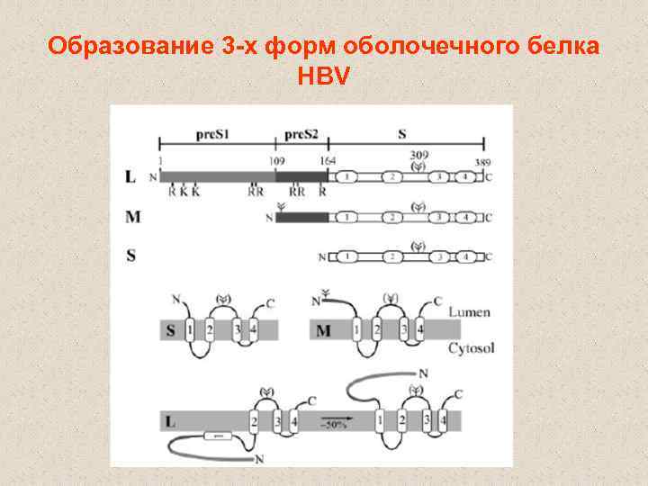 Образование 3 -х форм оболочечного белка HBV 