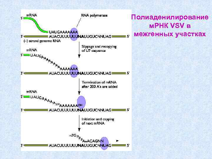 Полиаденилирование м. РНК VSV в межгенных участках 